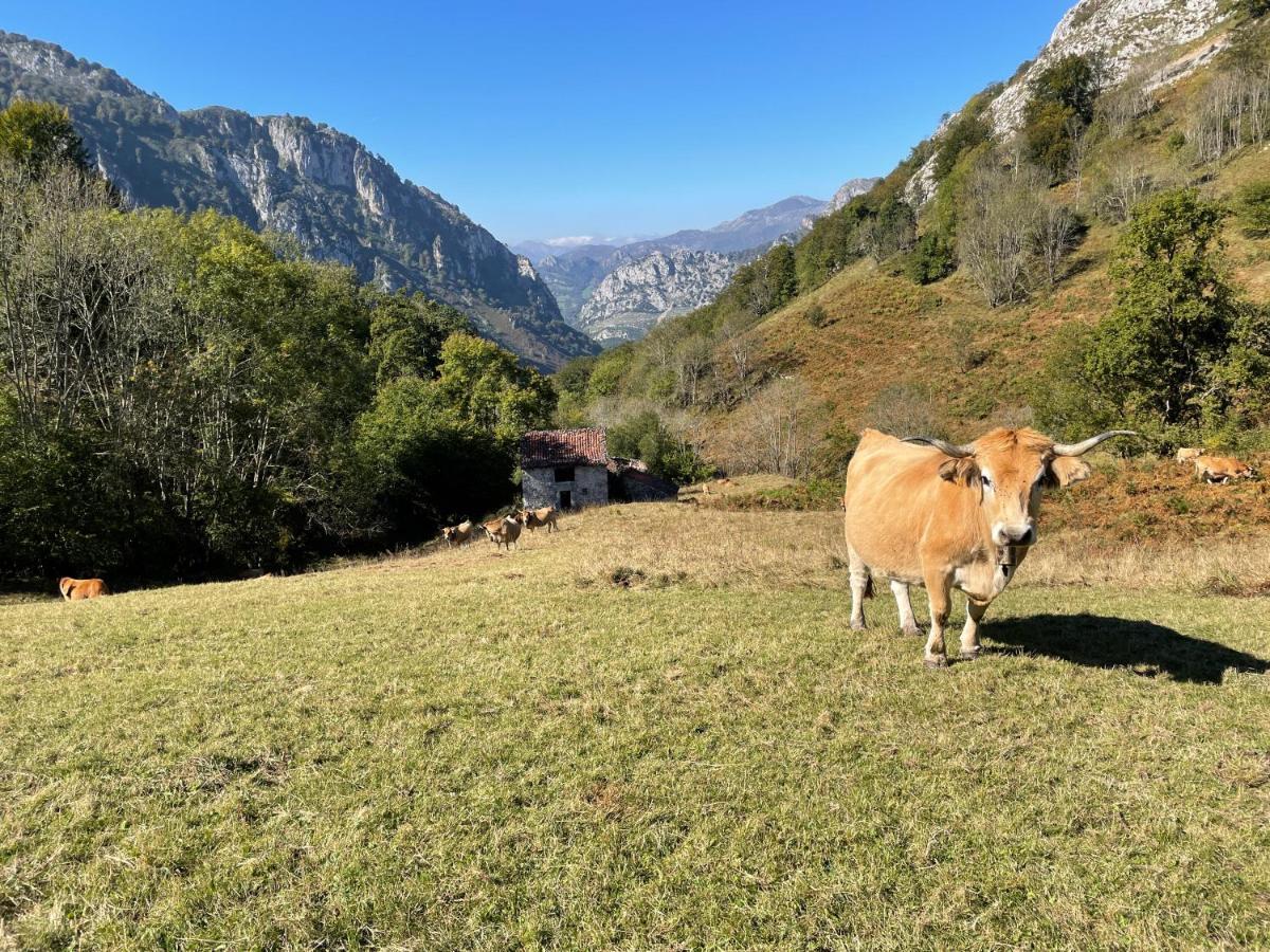 Lapaserina-A Arenas De Cabrales Esterno foto