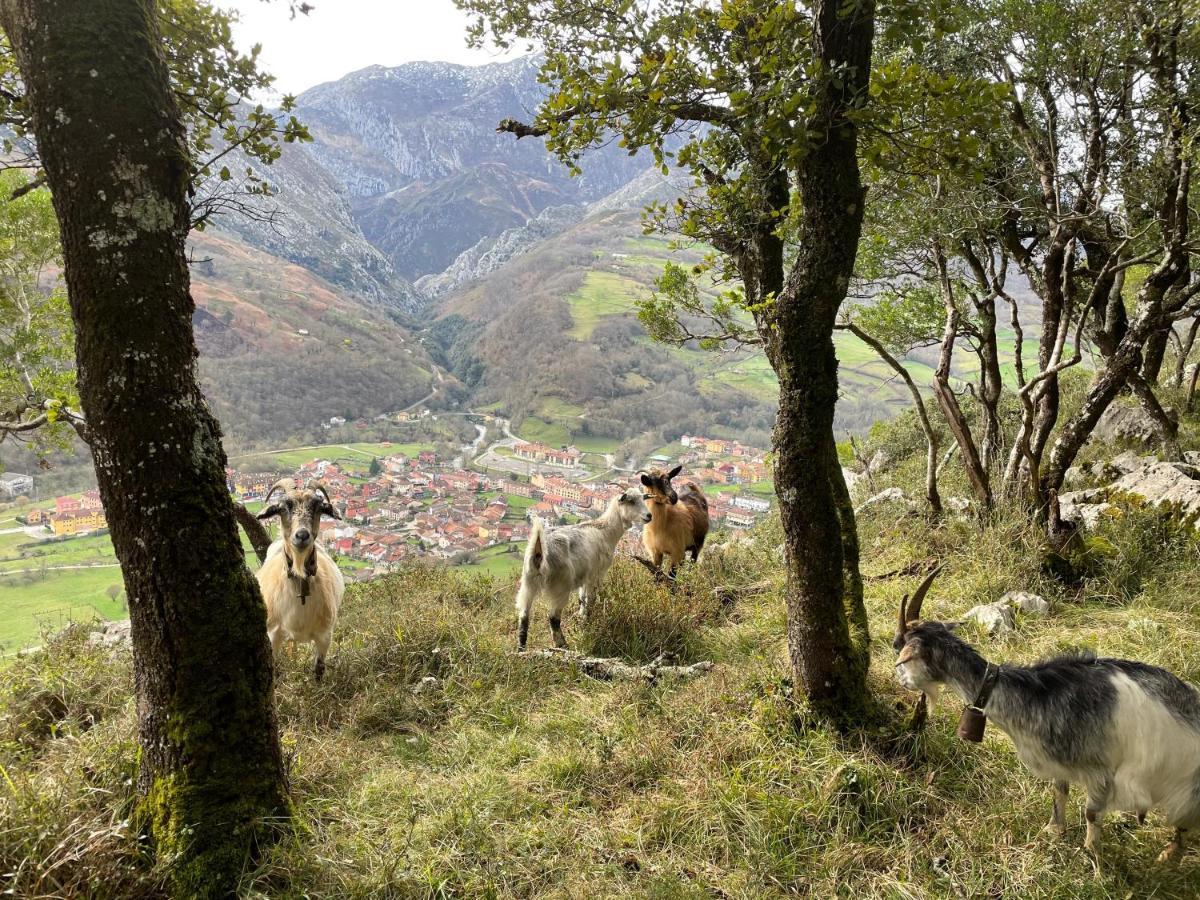 Lapaserina-A Arenas De Cabrales Esterno foto